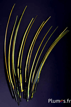 Gans Kiel - 25-30 cm - schwarz-limette-gelb